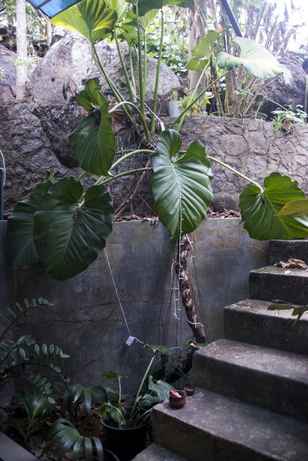 Butterfly Jewel Bed & Breakfast Unawatuna Exterior foto